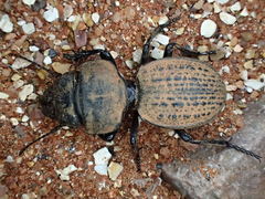 Philoscaphus