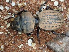 Philoscaphus