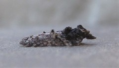 Acleris variana