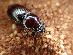 Phorticosomus