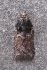 Acleris variana