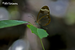 Greta morgane morgane