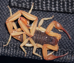 Centruroides ochraceus