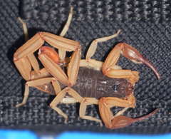 Centruroides ochraceus