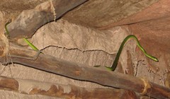 Philothamnus punctatus