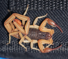 Centruroides ochraceus