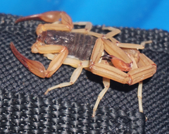 Centruroides ochraceus