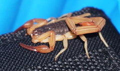 Centruroides ochraceus