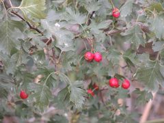 Crataegus ambigua