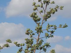 Crataegus ambigua