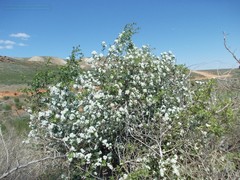 Crataegus ambigua