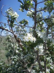 Crataegus ambigua