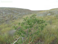 Crataegus ambigua