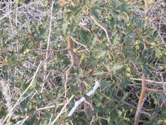 Crataegus ambigua
