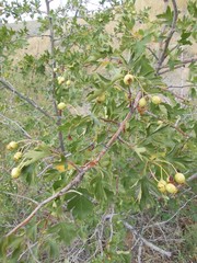 Crataegus ambigua