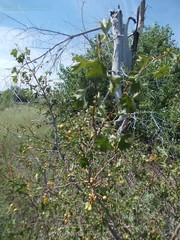 Crataegus ambigua