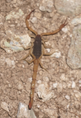 Centruroides ochraceus