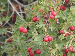 Crataegus ambigua