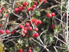 Crataegus ambigua