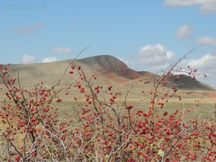 Crataegus ambigua