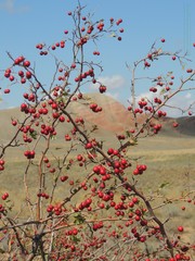 Crataegus ambigua