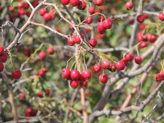 Crataegus ambigua