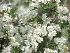 Crataegus ambigua