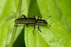 Eleale aspera