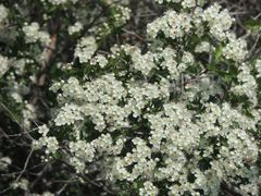 Crataegus ambigua