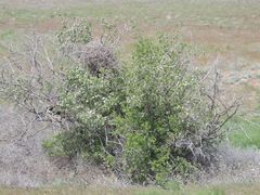 Crataegus ambigua