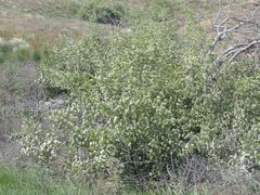 Crataegus ambigua