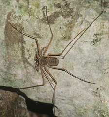 Paraphrynus chacmool