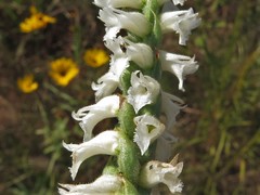 Spiranthes niklasii