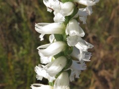 Spiranthes niklasii