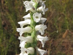 Spiranthes niklasii