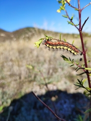 Acronicta euphorbiae