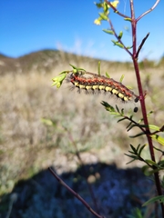 Acronicta euphorbiae
