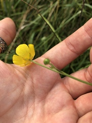 Ranunculus acris