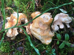 Hydnum rufescens