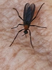 Plecia ruficollis