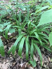 Careyanae