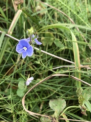 Veronica chamaedrys