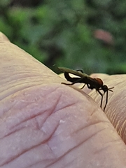 Plecia ruficollis