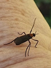 Plecia ruficollis