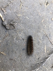 Spilosomina