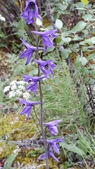 Delphinium crassifolium
