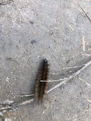 Spilosomina
