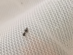 Elipsocus abdominalis