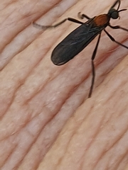 Plecia ruficollis