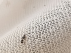 Elipsocus abdominalis